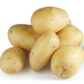 Export large seed potato